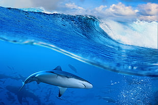 Great white shark in sea digital wallpaper, sea, waves, shark, animals