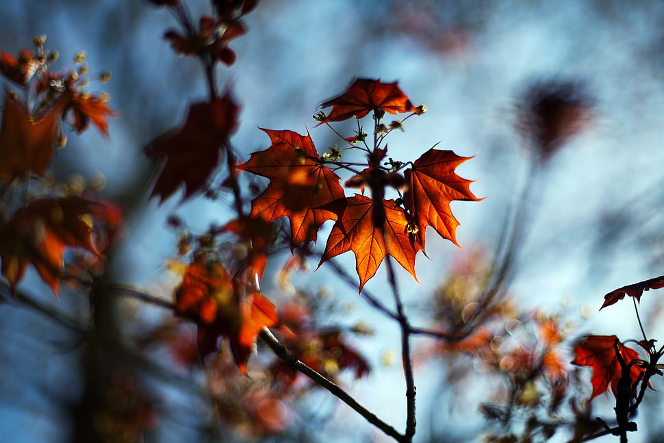 brown dried leaf photography HD wallpaper