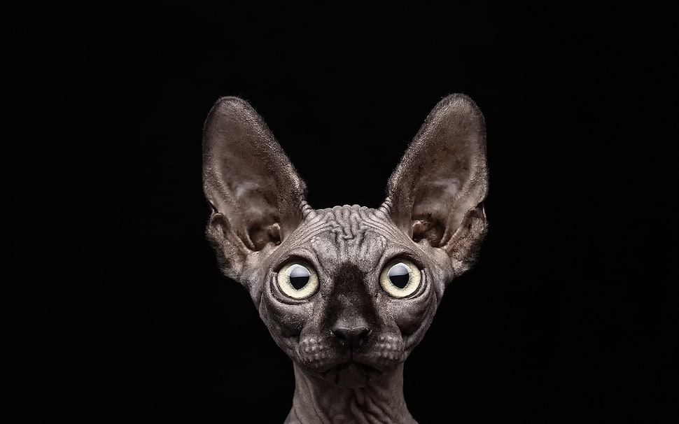 hairless gray cat, sphynx, black background, cat, animals HD wallpaper