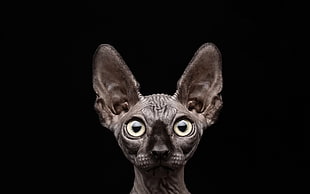 hairless gray cat, sphynx, black background, cat, animals