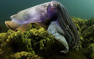 under water photography of gray and purple sea creatures