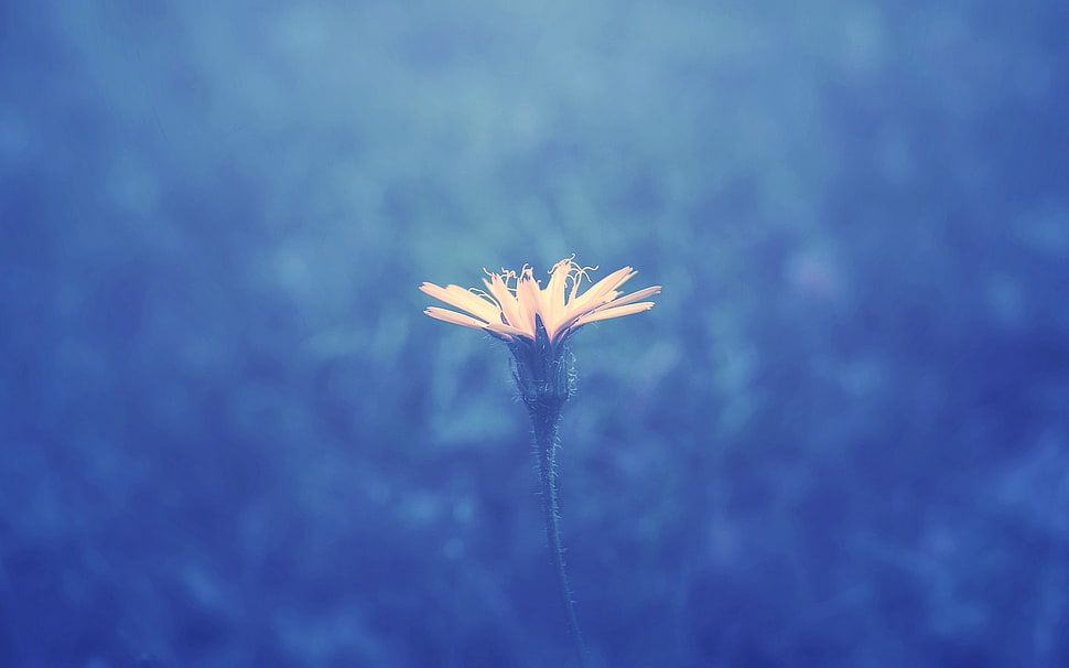 yellow dandelion closeup photo HD wallpaper