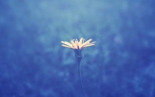 yellow dandelion closeup photo HD wallpaper