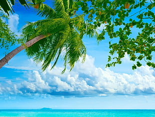 low angle photo of coconut tree under white clouds