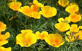 shallow focus photography of yellow flowers HD wallpaper