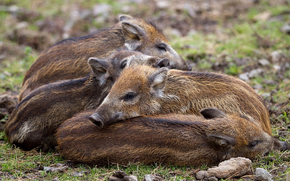 Boar,  Young,  Grass,  Lie HD wallpaper