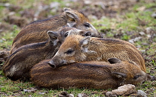 Boar,  Young,  Grass,  Lie HD wallpaper