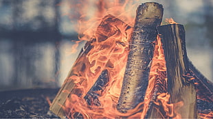 brown woods, fire, log, campfire