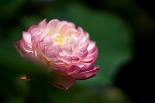 selective focus photography of pink Waterlily flower