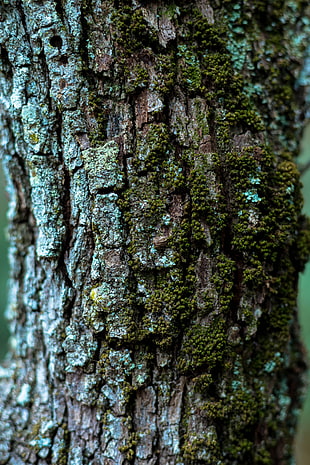 green moss