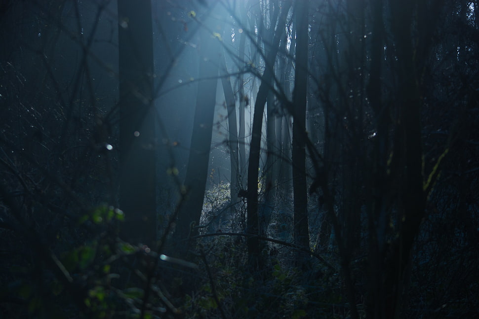 photography of tree during daytime HD wallpaper
