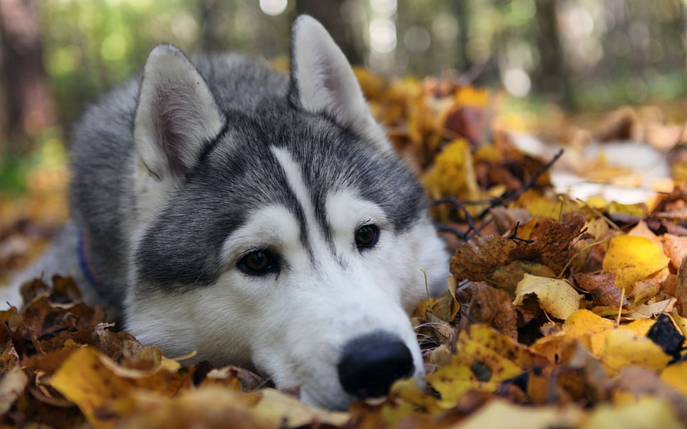 adult white and gray Siberian husky, animals, dog, Alaskan Malamute HD wallpaper