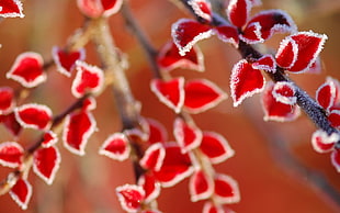 red leaf plant, leaves, frost, nature, plants HD wallpaper