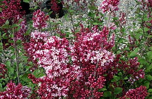 pink Lilacs closeup photo at daytime