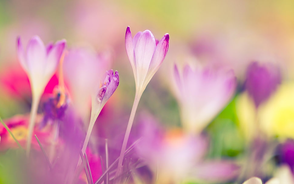 selective focus photography of pink petaled flowers HD wallpaper