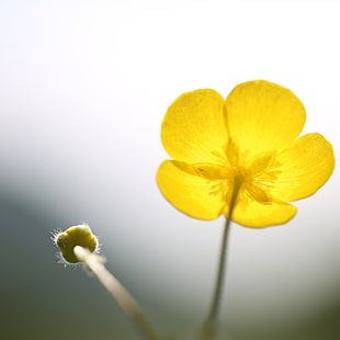 selective color photography of yellow Buttercup flower