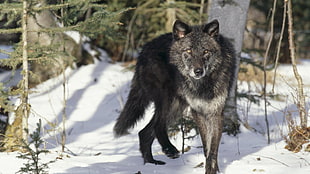 black wolf on top of snow covered road