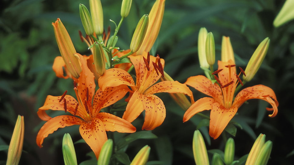 three orange petaled flowers HD wallpaper