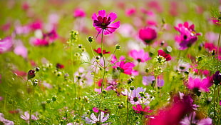pink petaled flower closeup photography, hsinchu