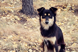 adult long-coated black and white dog at the field