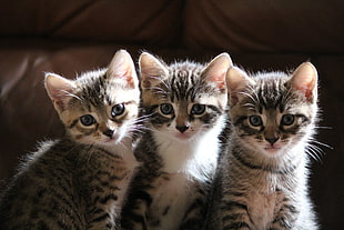 three gray tabby kittens HD wallpaper