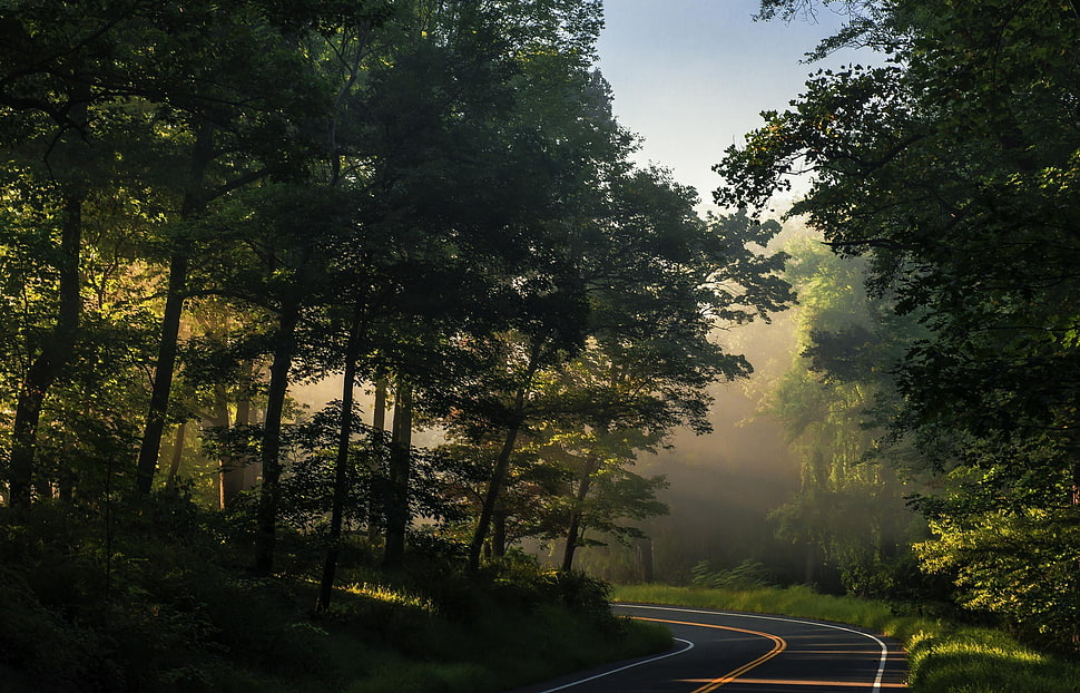 green leafed tree, nature, road, forest, sunlight HD wallpaper