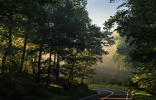 green leafed tree, nature, road, forest, sunlight