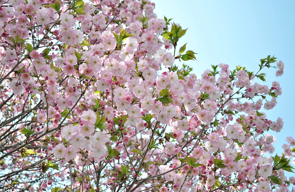 pink flowers HD wallpaper