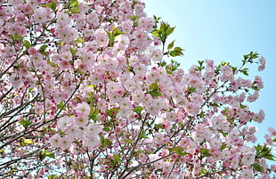 pink flowers