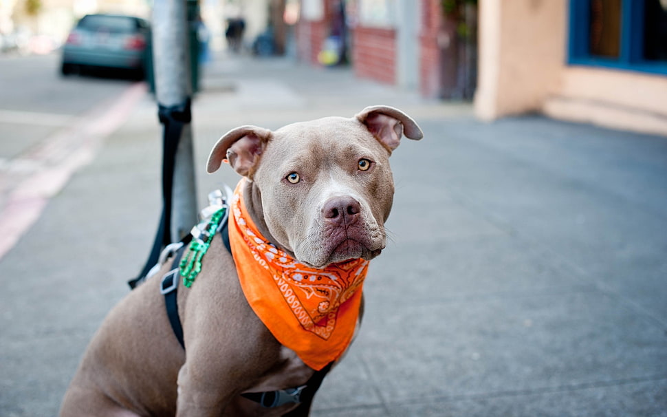 liver American Pit Bull Terrier selective focus photography during daytime HD wallpaper