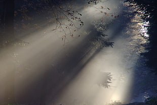 ray of light through green pine trees HD wallpaper