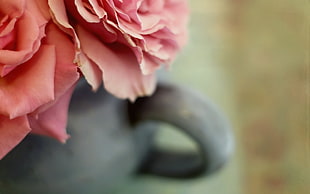 closeup photography of pink petaled flower HD wallpaper