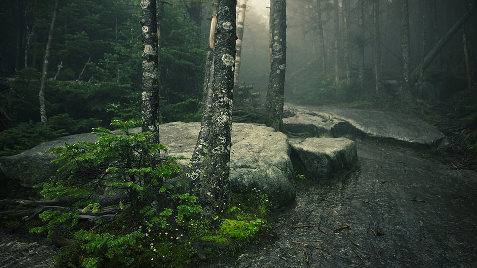 trees, landscape, plants, trees, path HD wallpaper