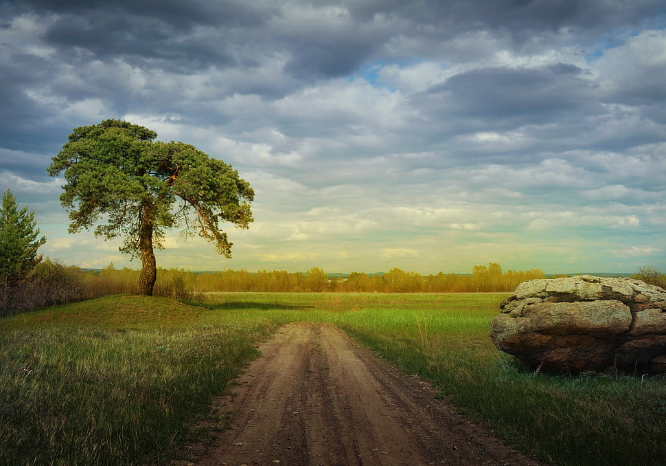 green grass pavement HD wallpaper