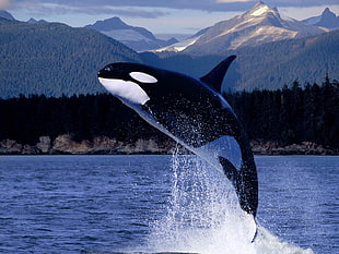 closeup photo of shark whale above sea water