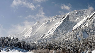 snow covered mountains near green pine trees at daytime