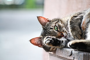 selective focus photography of brown tabby cat