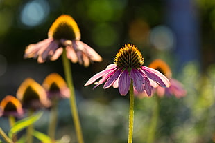 pink Cone flowers in selective focus photography at daytime HD wallpaper