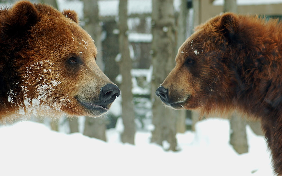 two brown bears HD wallpaper