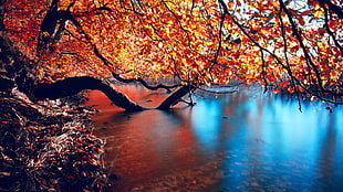 orange leafed tree, trees, water, fall