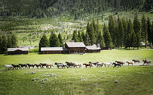 horse lot, landscape, horse, house, trees HD wallpaper
