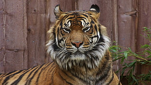 shallow focus photography of tiger beside green plant during daytime