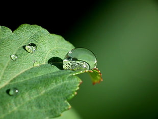 green leaf and water dew HD wallpaper