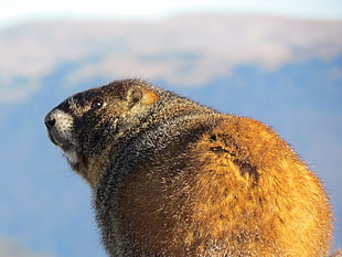 brown beaver, Marmot, Thick, Cool