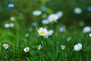selective photography of white Daisy flowers during dawn, daisies
