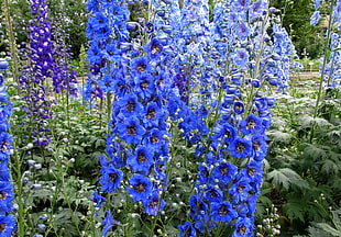 blue flowers near green plants HD wallpaper