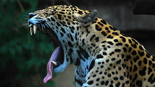 leopard animal, jaguars, animals, nature HD wallpaper