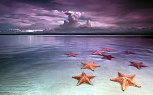 six red and three brown starfish on body of water HD wallpaper