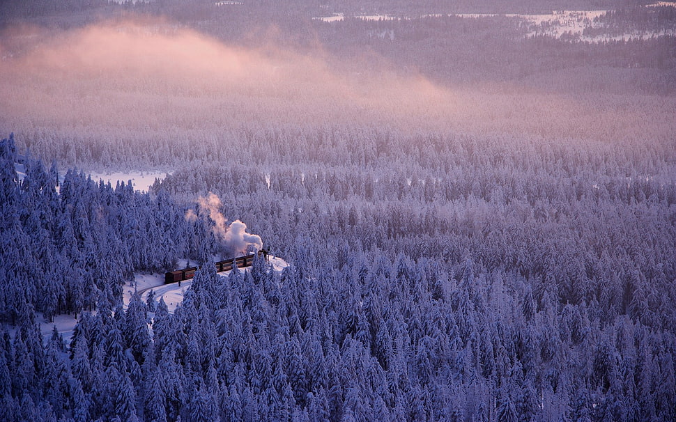 cottage at the middle of the forrest HD wallpaper