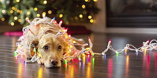 short-coated large dog covered with string lights